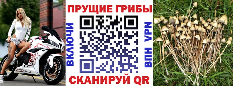 Купить где  Моздок  Псилоцибиновые грибы ЛСД 